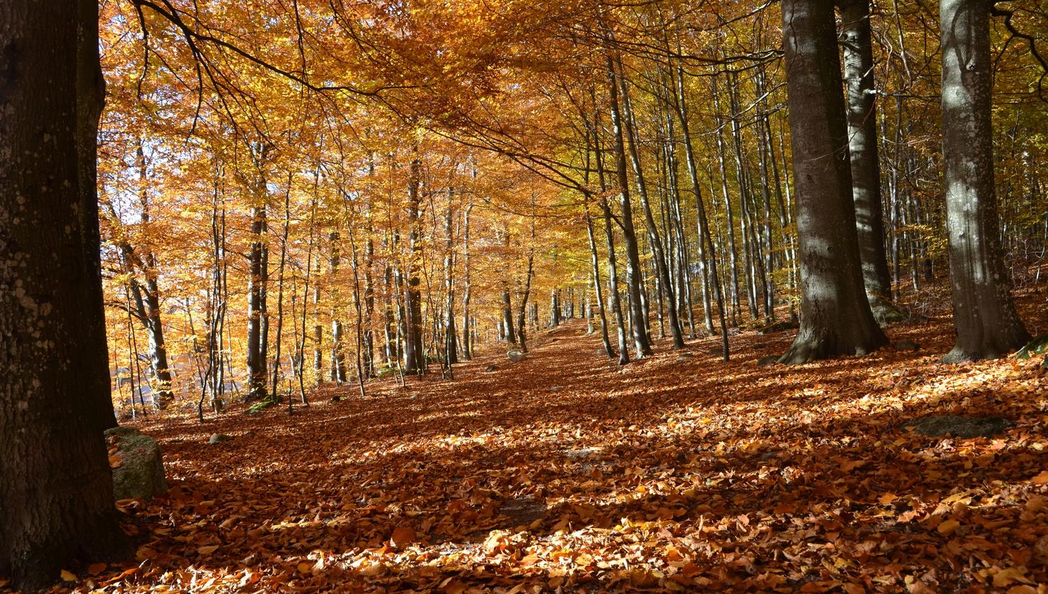 the beech forest in autumn