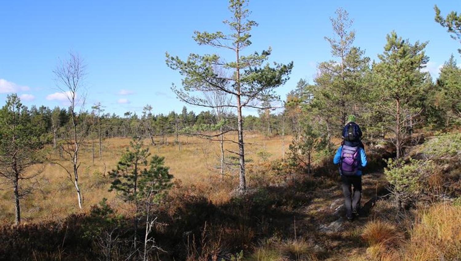 På tur langs en av de mange myrene i område