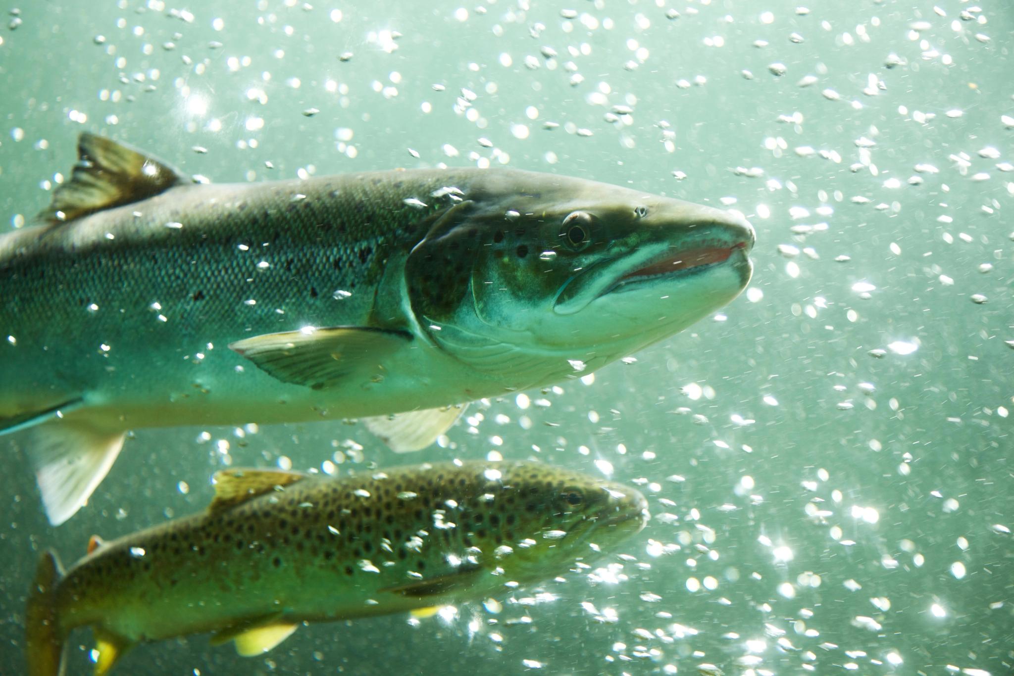 Salmon studio at Sand in Suldal