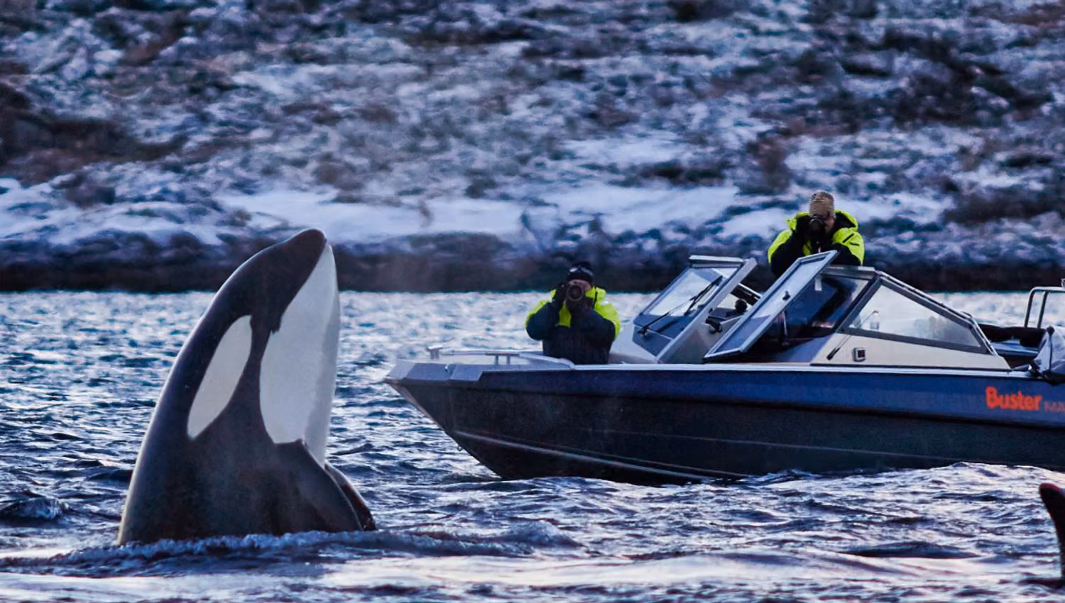 An orca swims close to the boat during a whale watching tour.