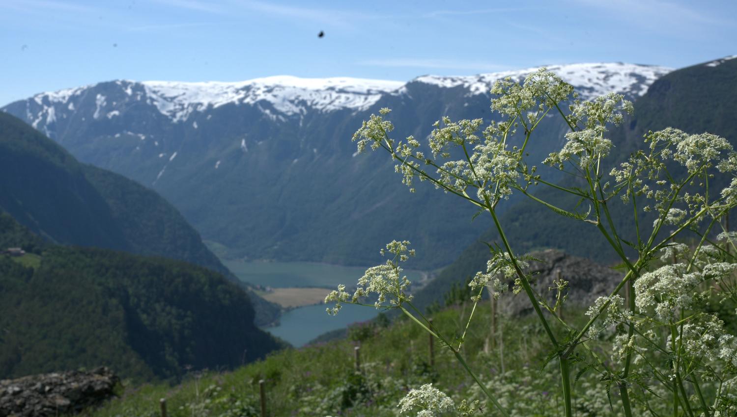Fuglesteg