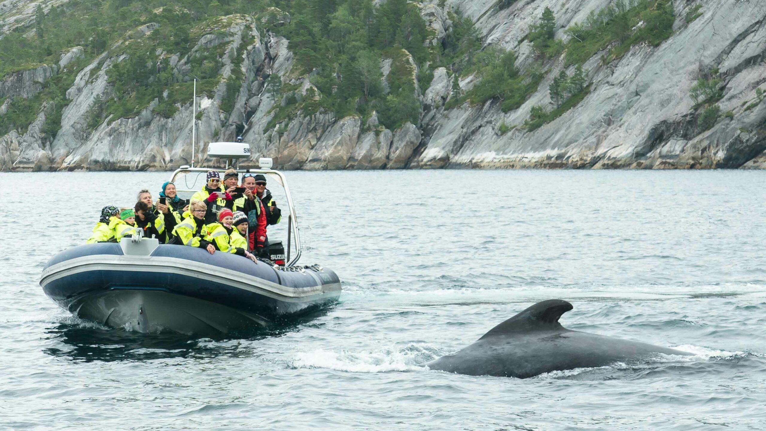 RIB sea rafting trips with Meløy Adventure