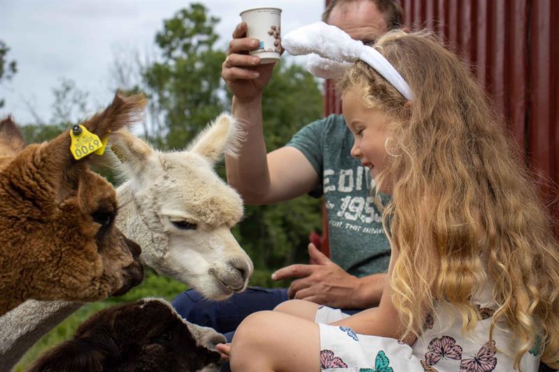 Girl and alpacas