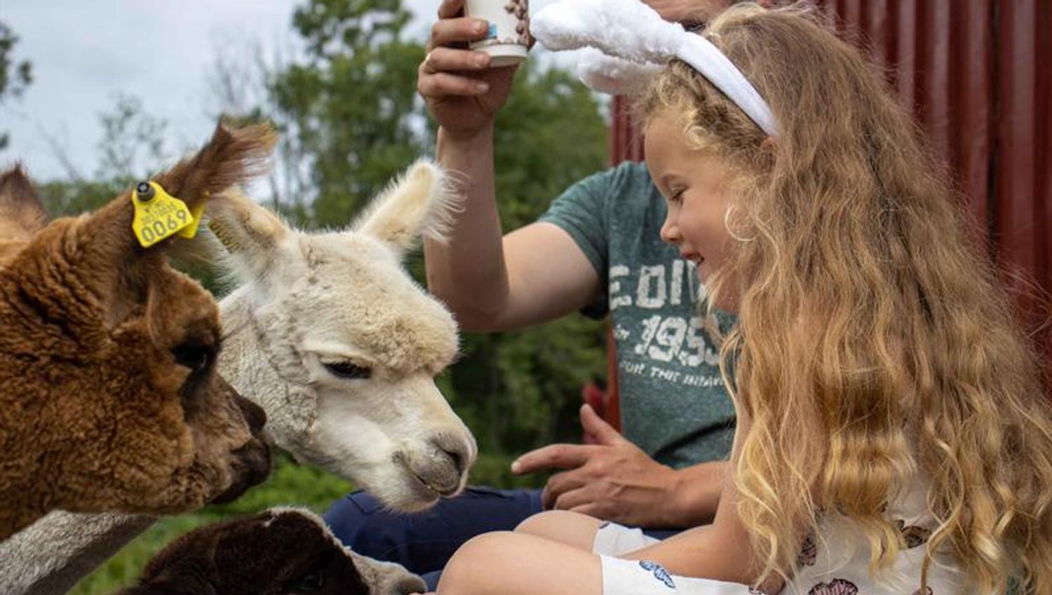Girl and alpacas