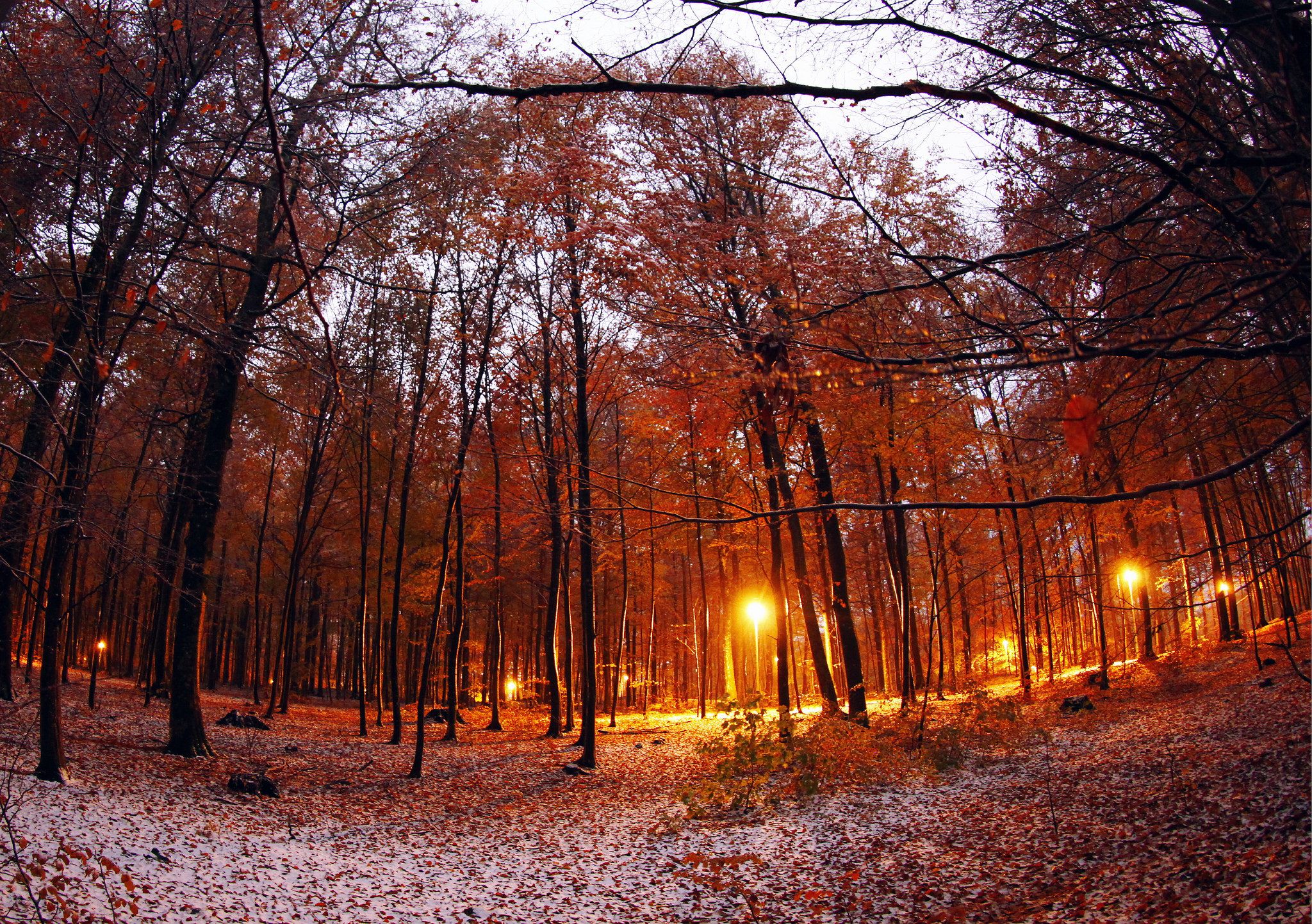 the beech forest in winter with some snow on the ground