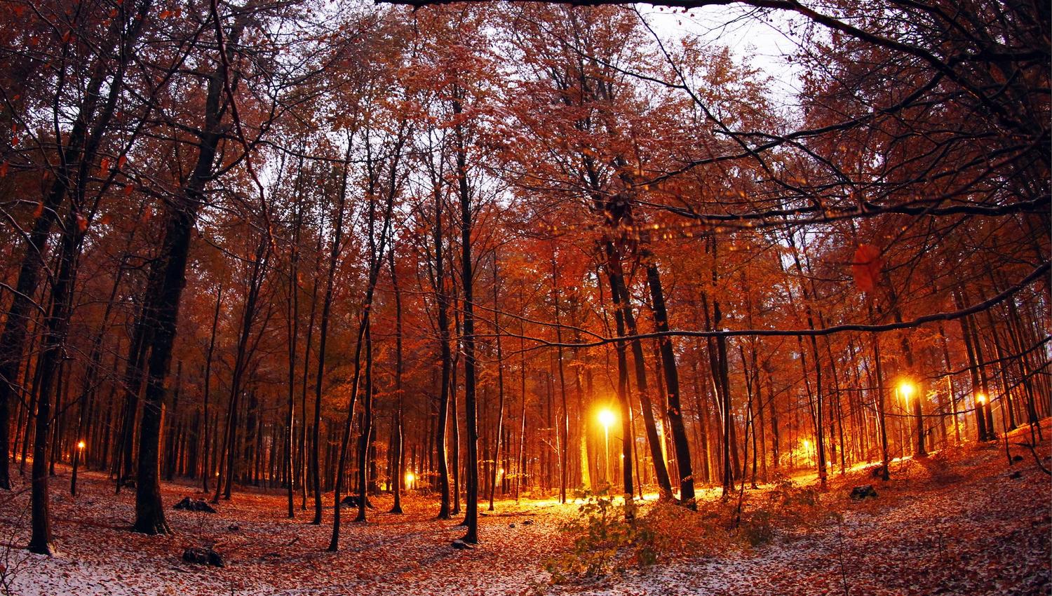 the beech forest in winter with some snow on the ground
