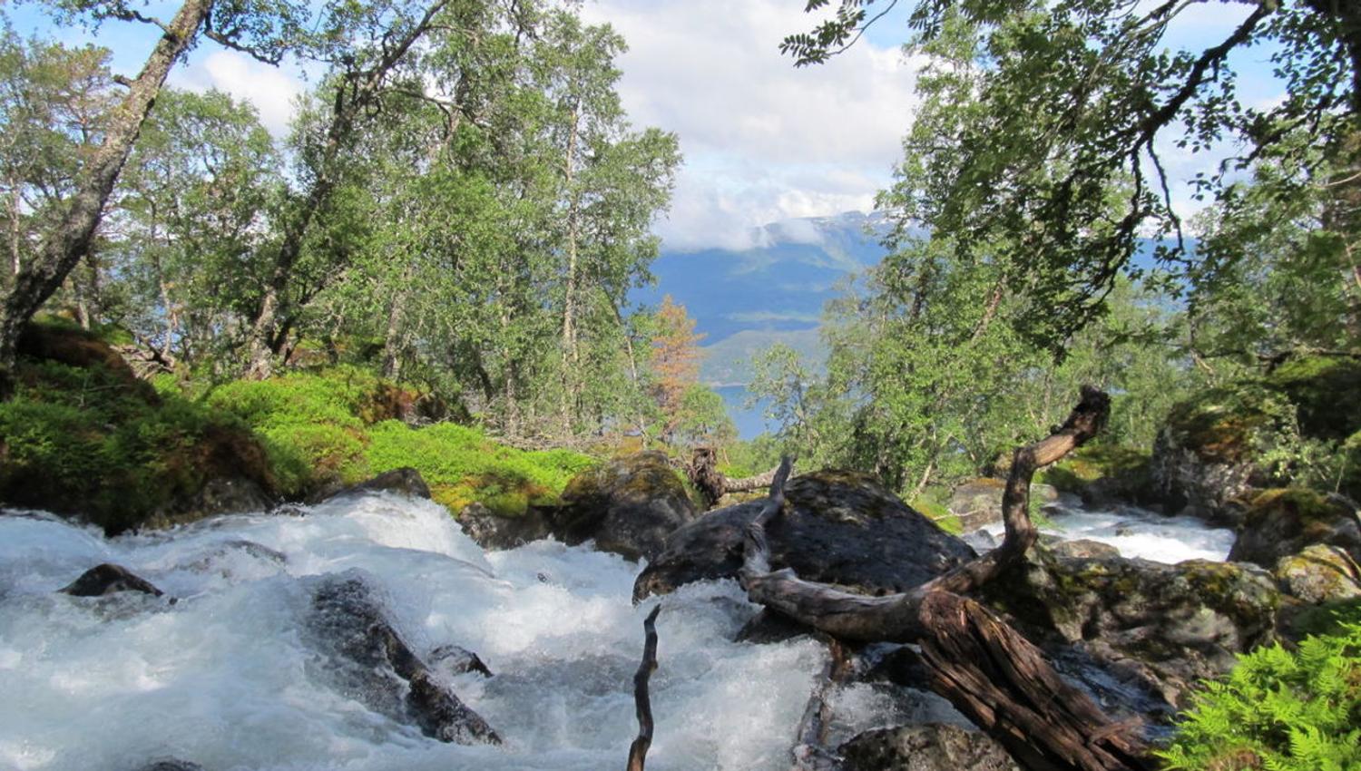 Stampelva kjem ned frå Daurmålsdalen