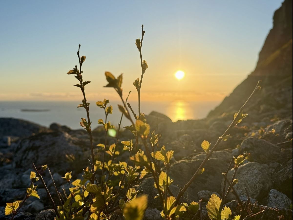 Solnedgang