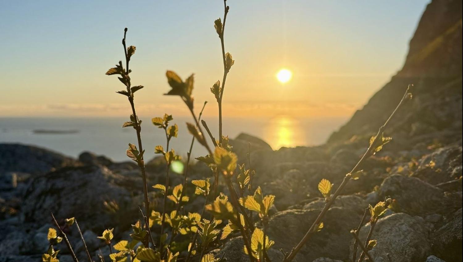 Solnedgang