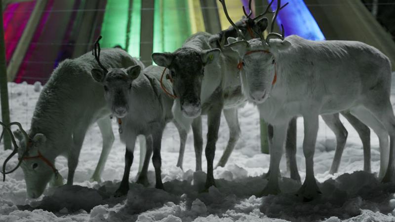 hvite reinsdyr foran en lavvo