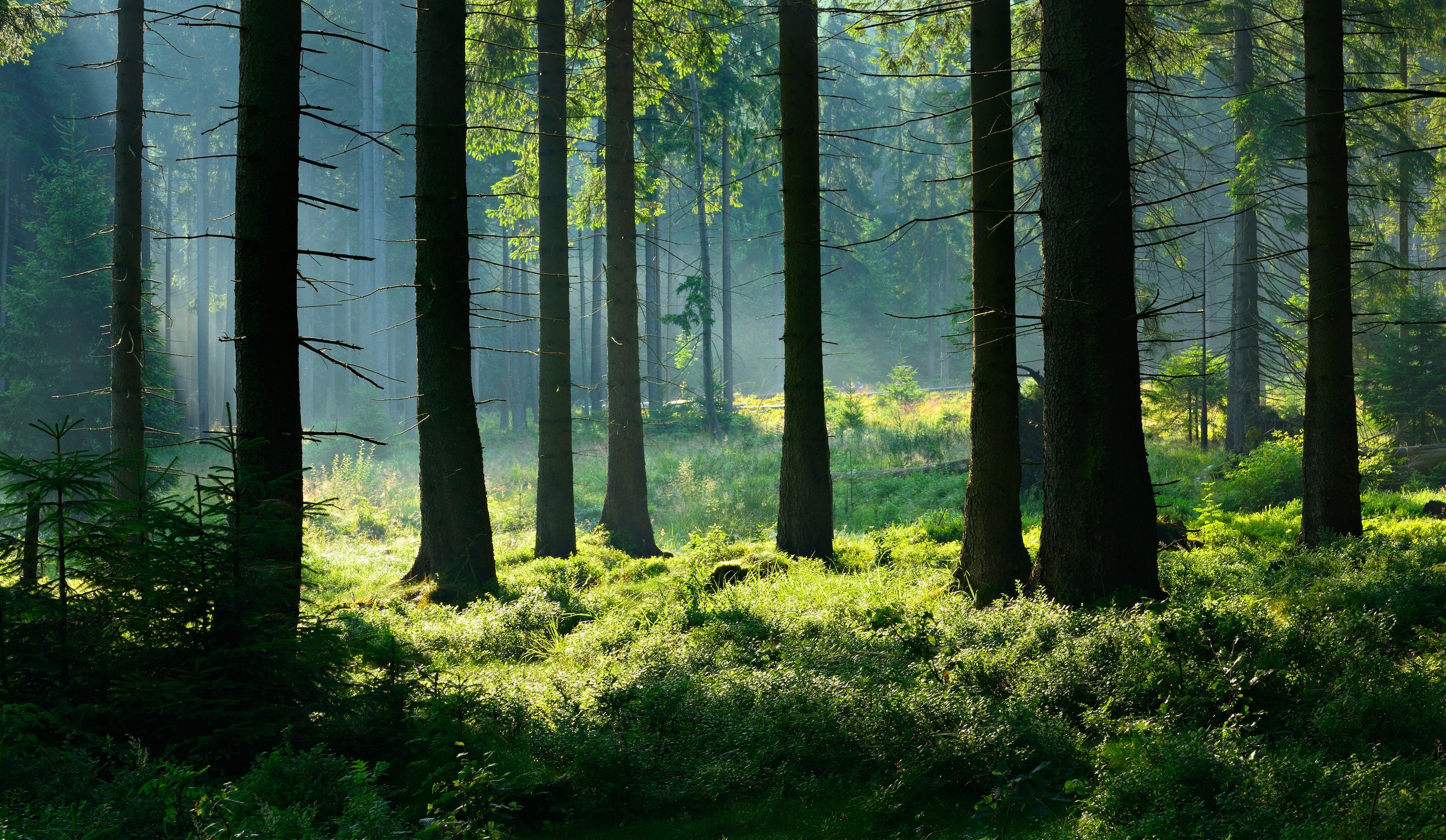 moss and trees