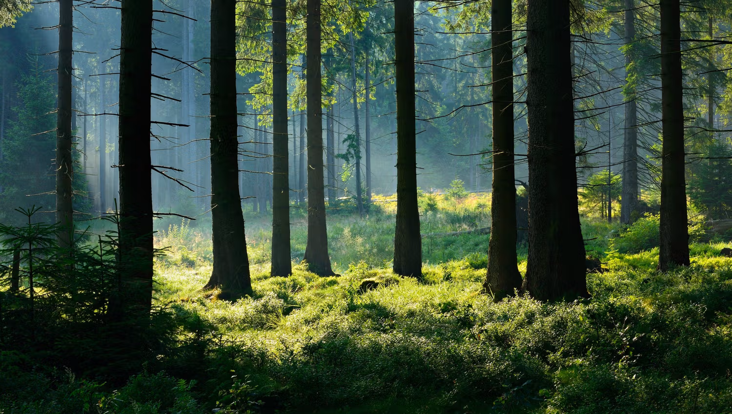 moss and trees