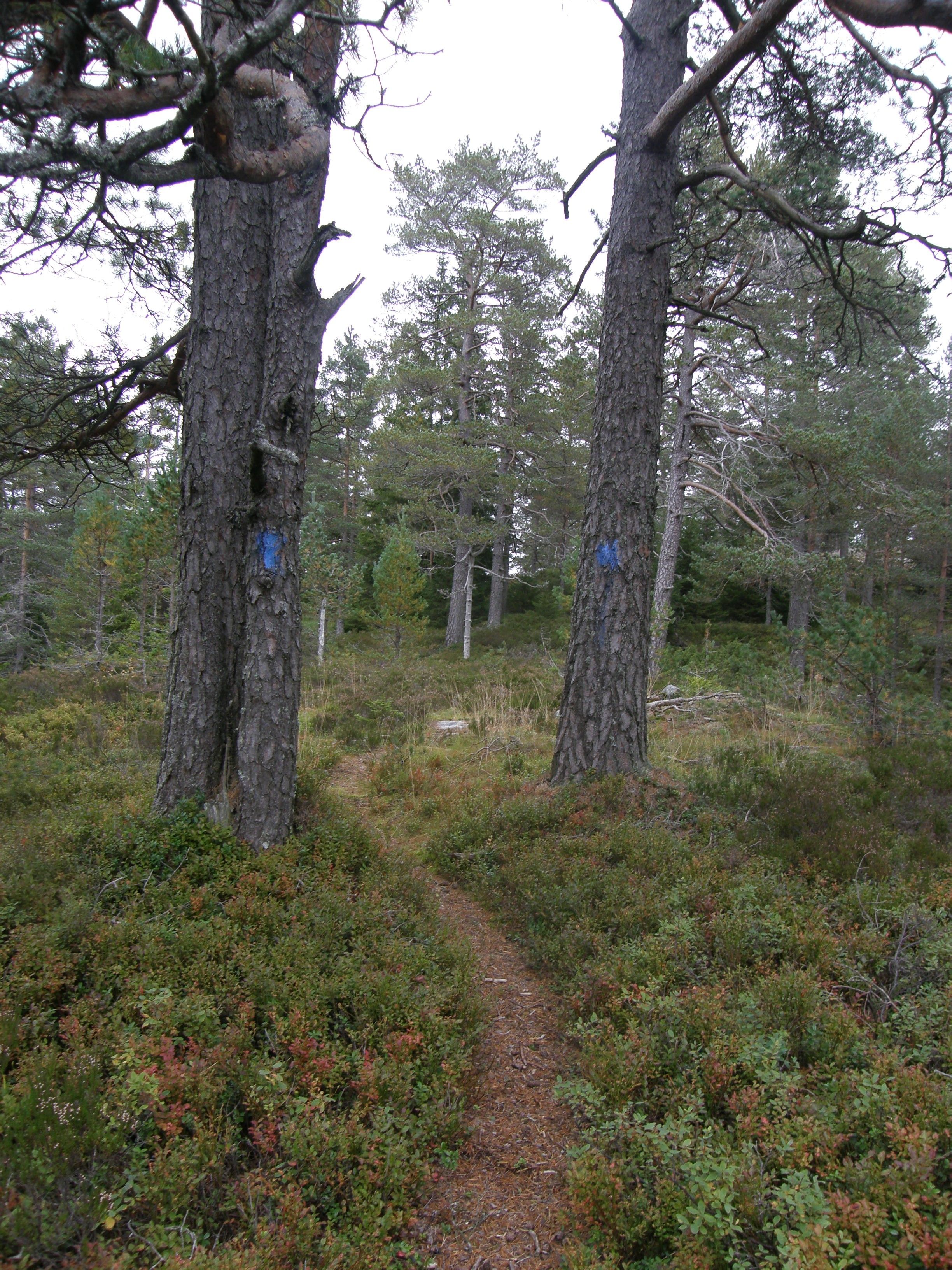 Løype merket med blått