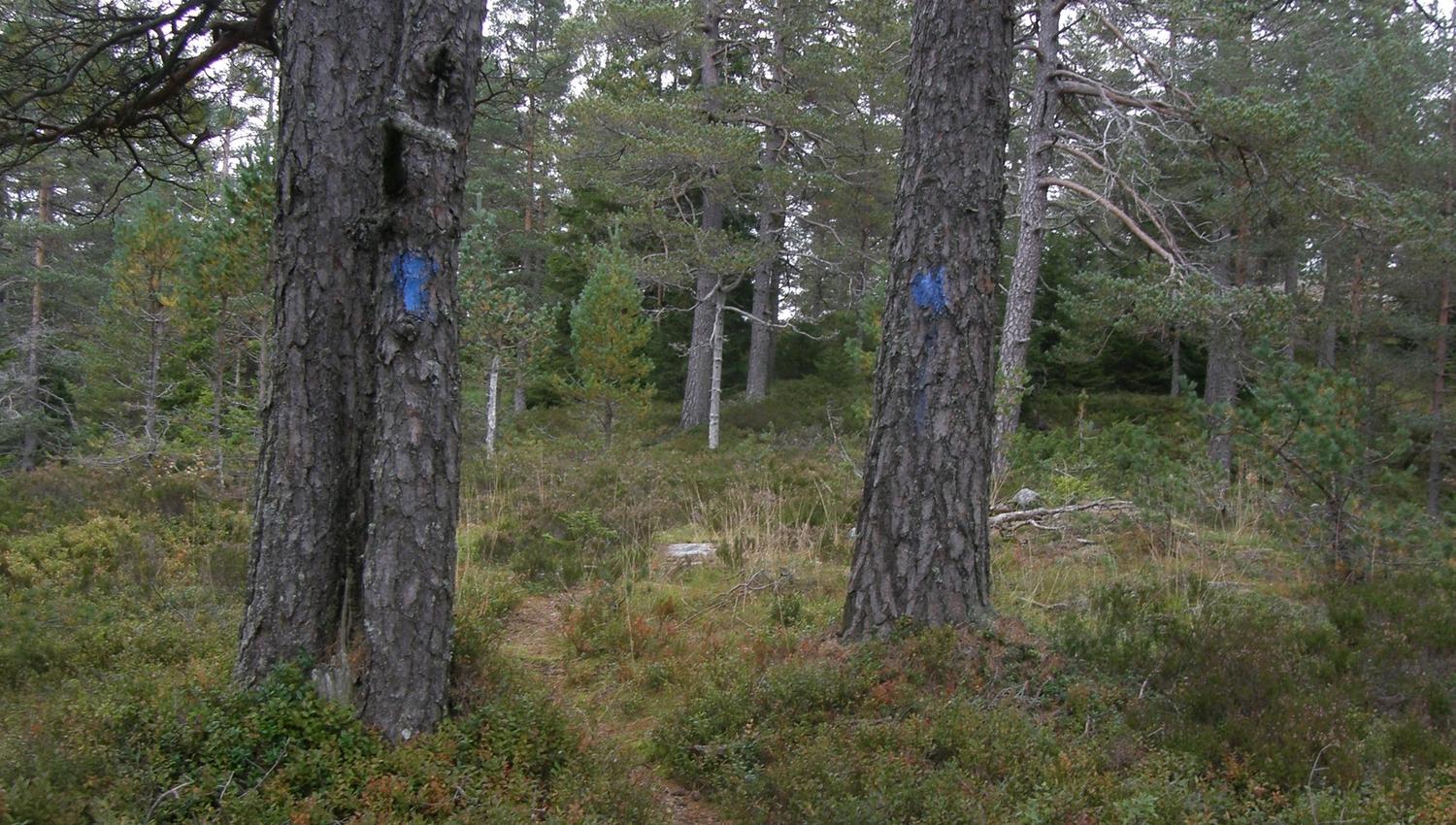 Løype merket med blått