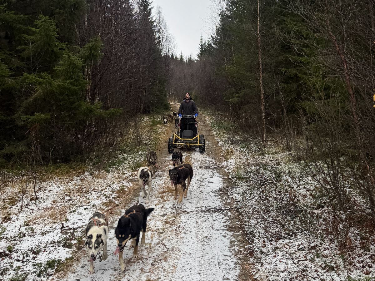 Husky team pulling a wheeled cart along a snow-covered forest trail