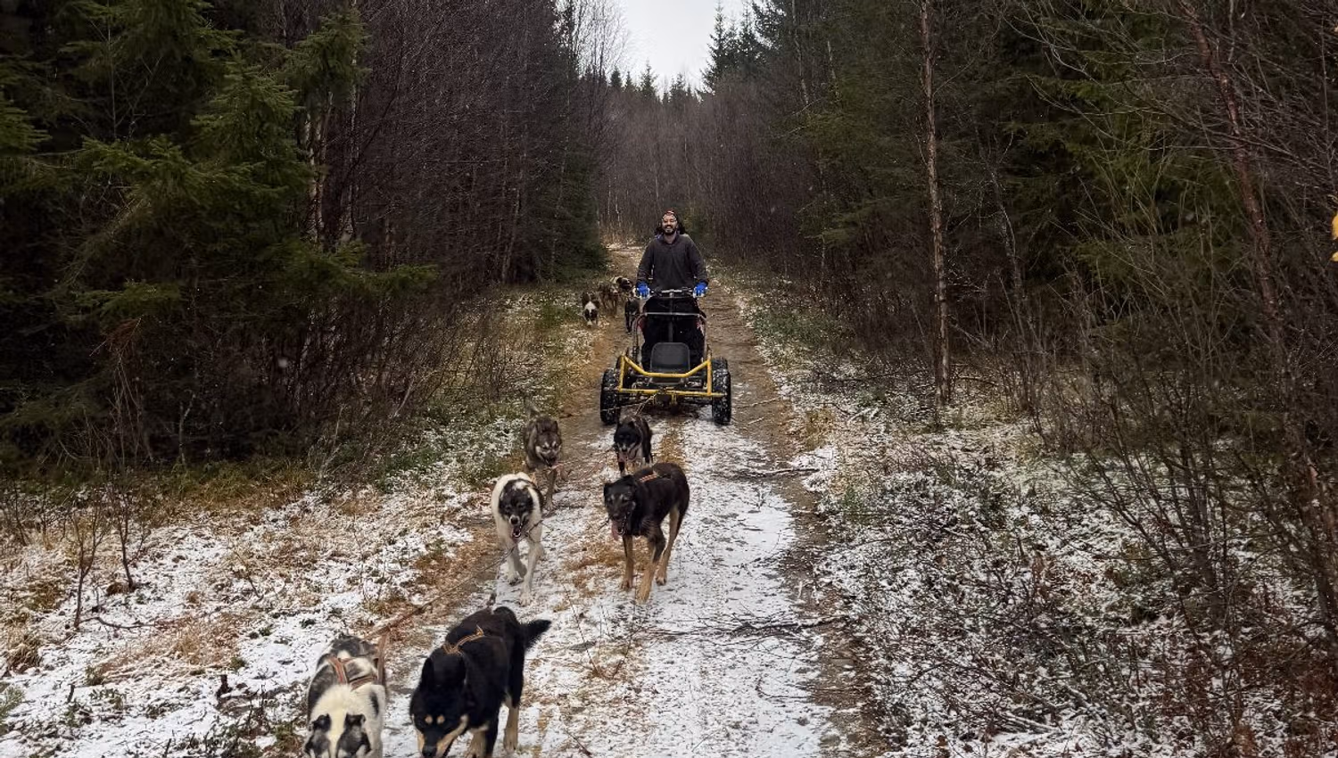 Husky team pulling a wheeled cart along a snow-covered forest trail