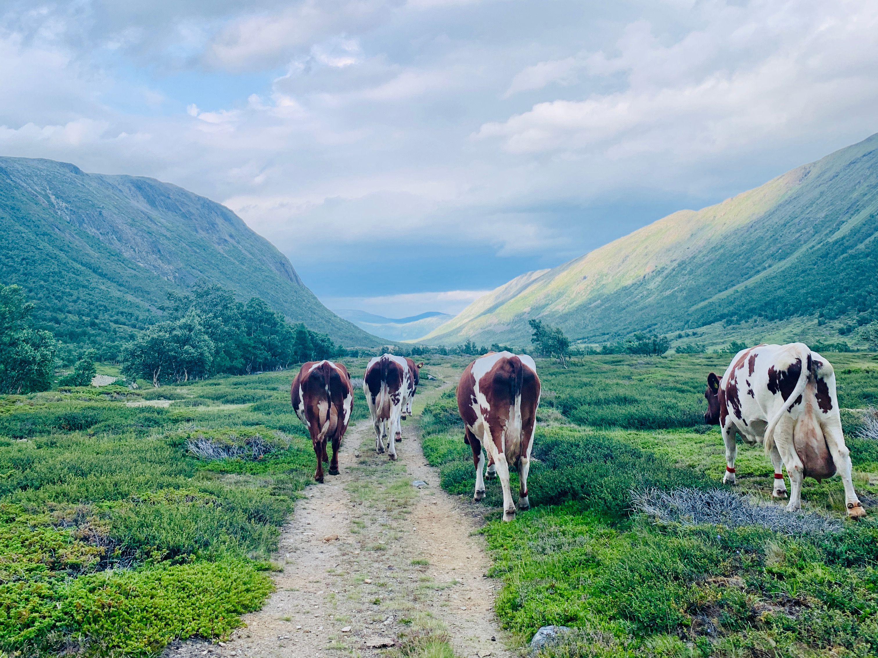 Inner Gammelsetra summer farm