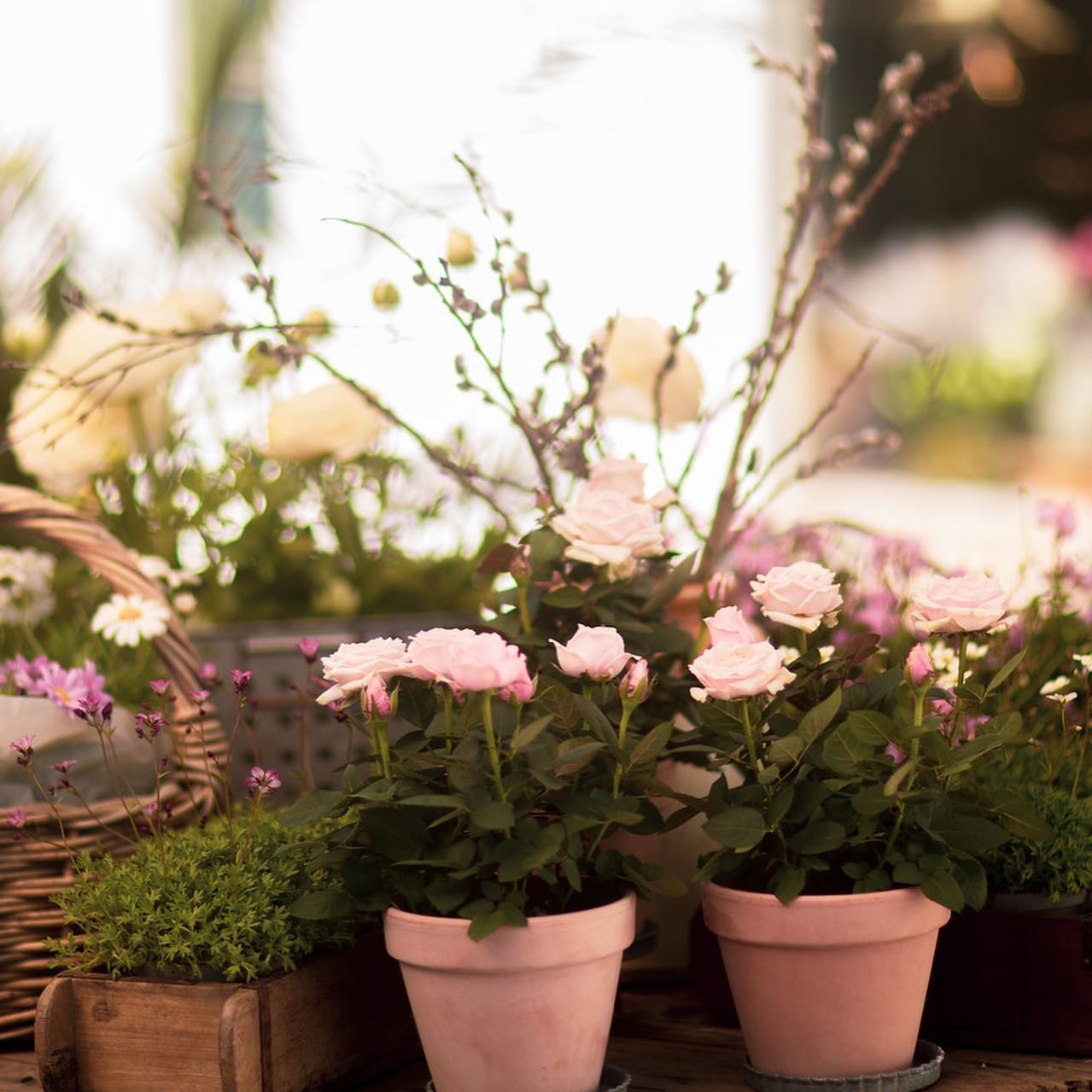 Flowers