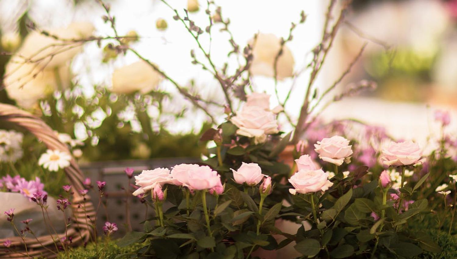 Flowers