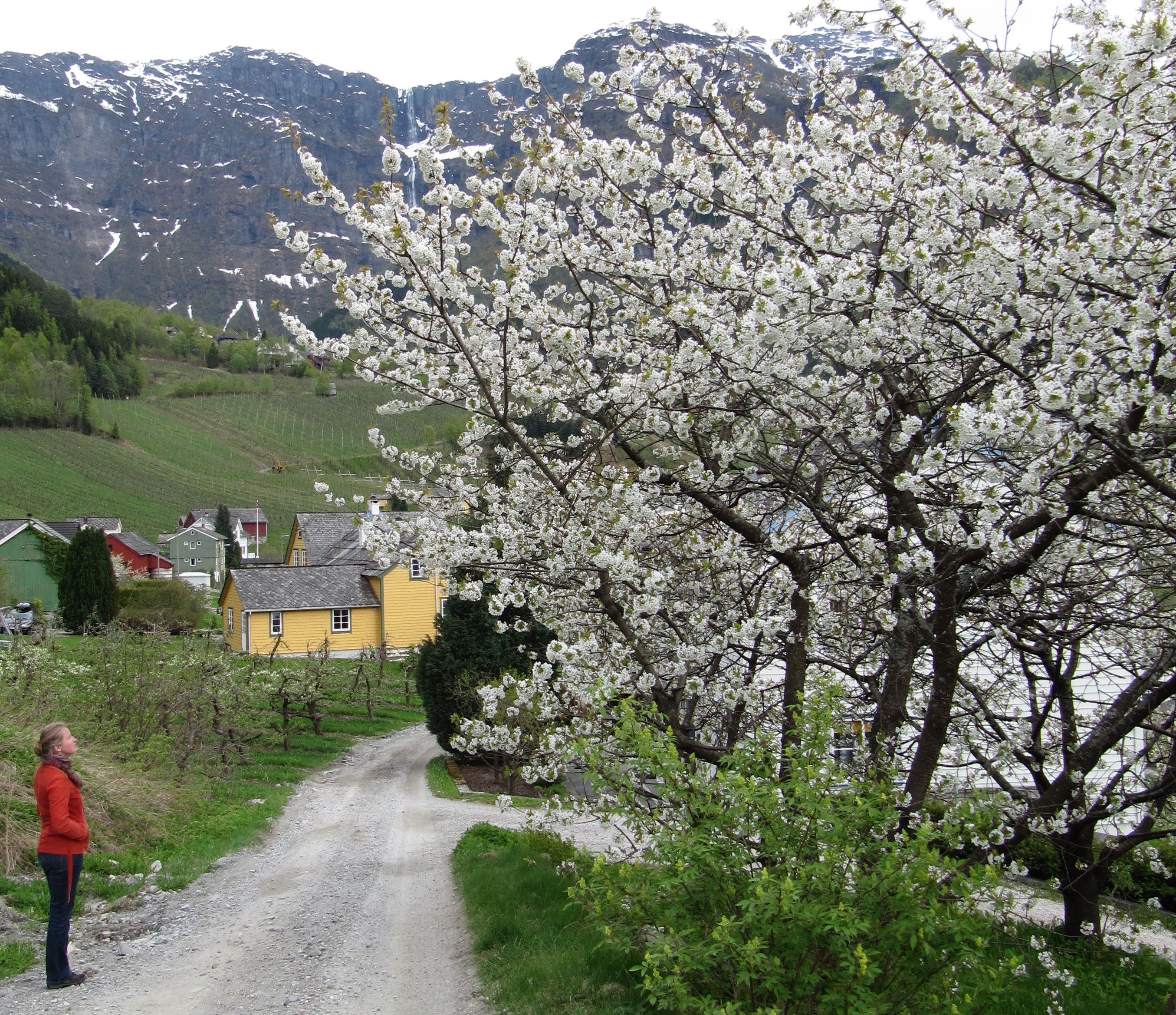 The Fruit Trail in Hardanger with blooming fruit trees, yellow houses and mountain view.

