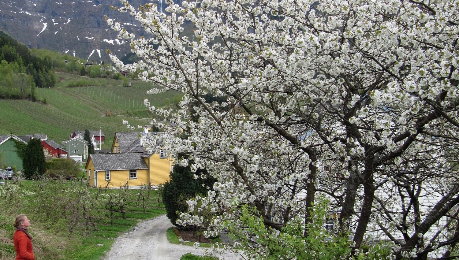 The Fruit Trail in Hardanger with blooming fruit trees, yellow houses and mountain view.