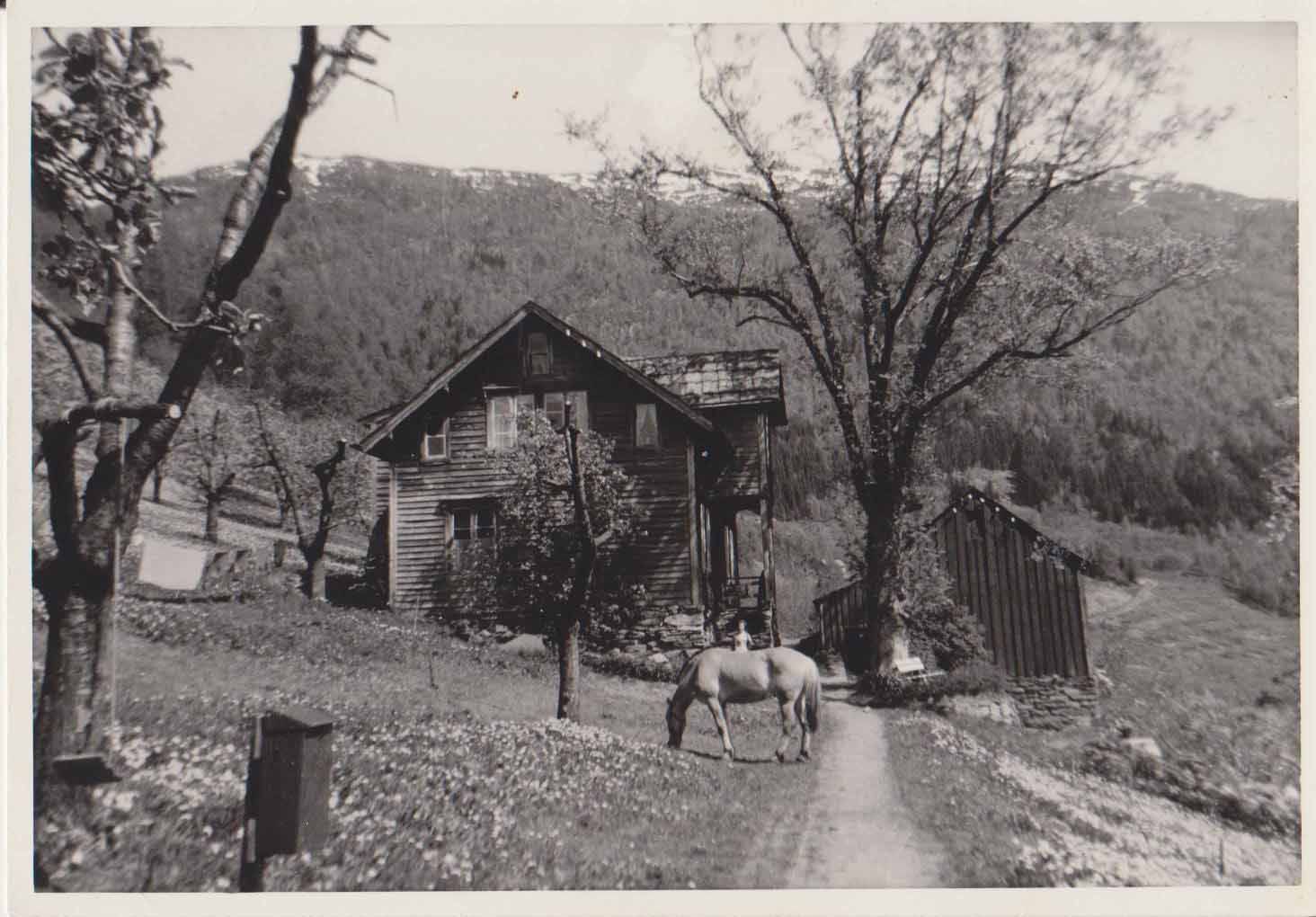 Historical photo of Syse Gard circa 1950, with a horse grazing in the orchard.