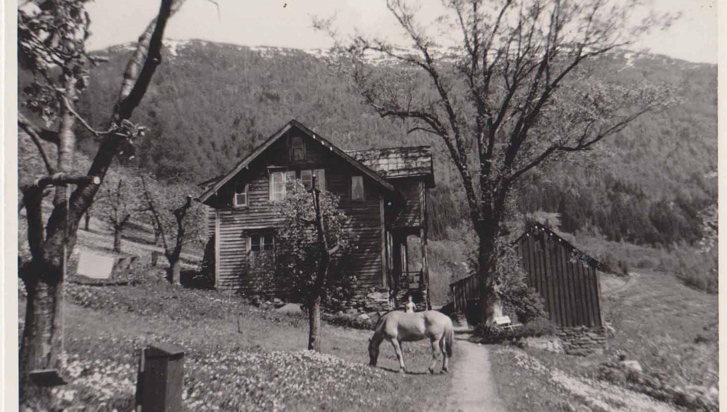 Historical photo of Syse Gard circa 1950, with a horse grazing in the orchard.