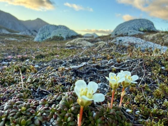 Blomster i naturen