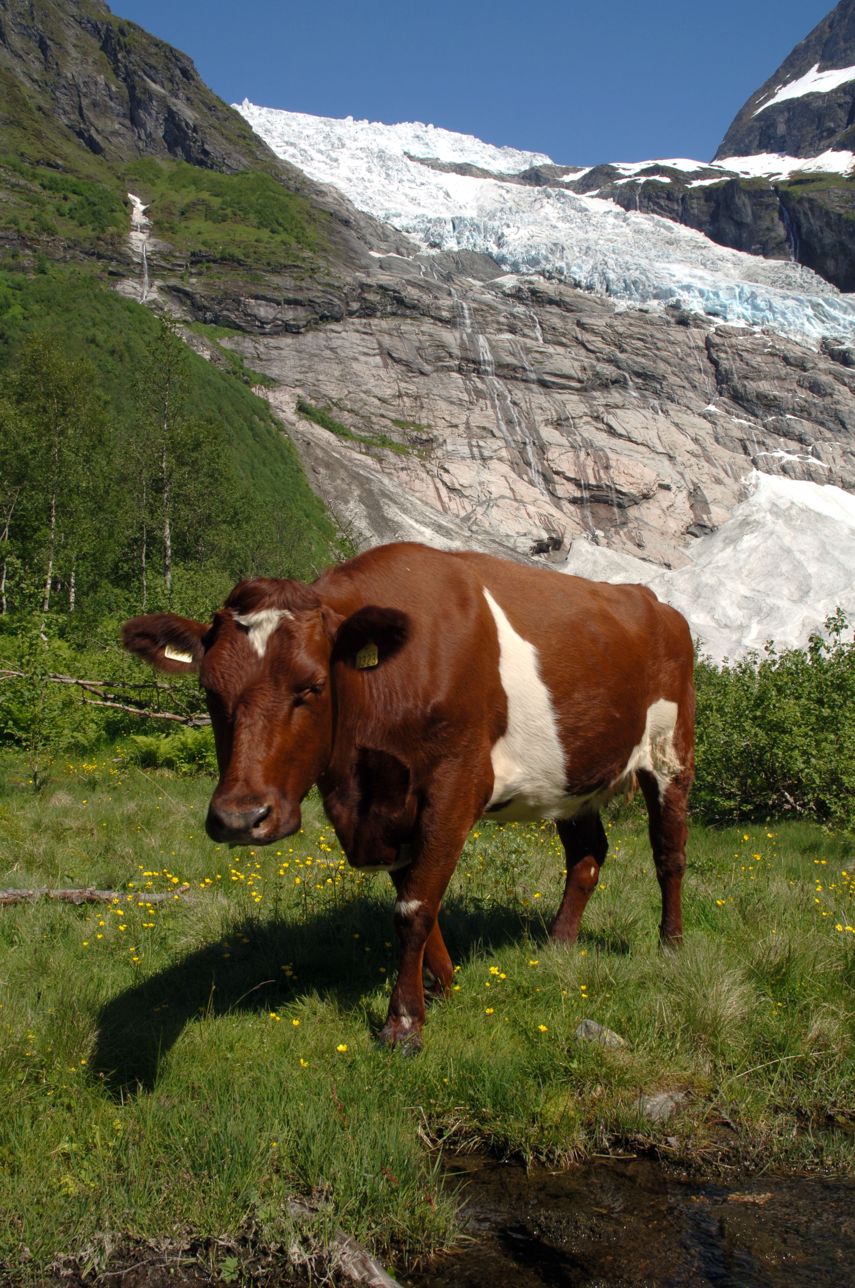 Bøyabreen Fjærland