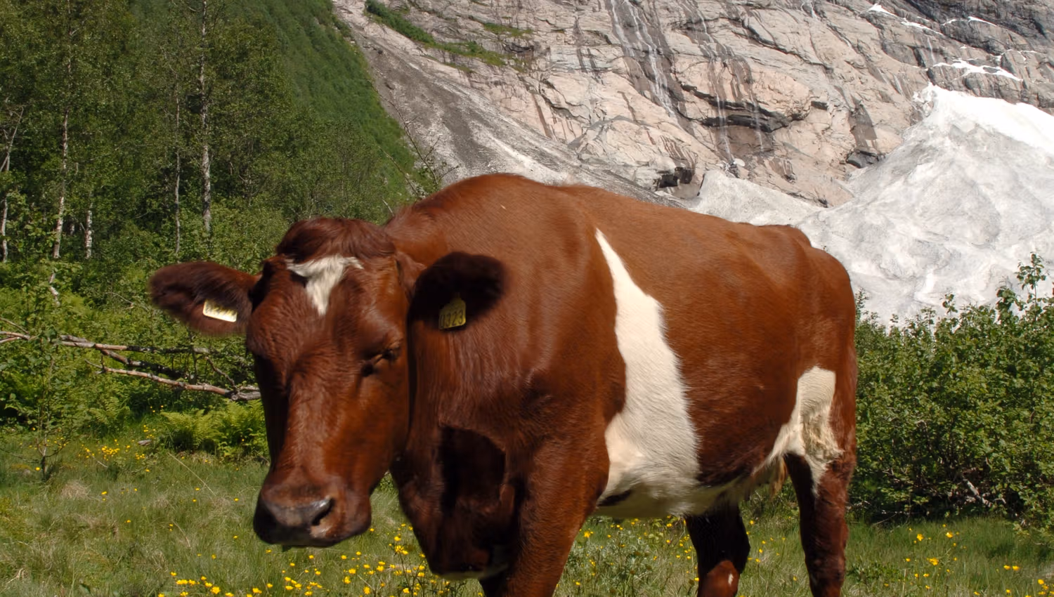 Bøyabreen Fjærland