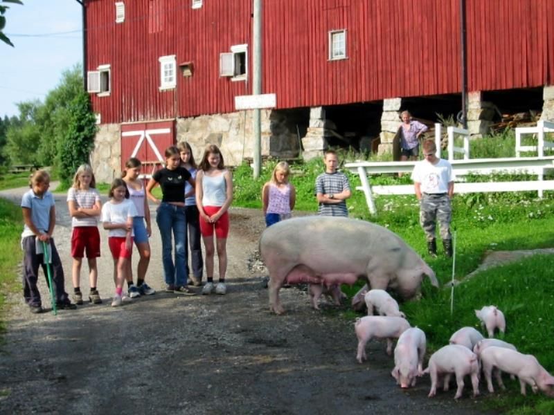 pigs and piglets next to a group of children