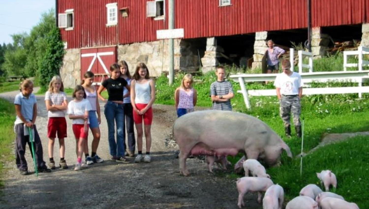 pigs and piglets next to a group of children
