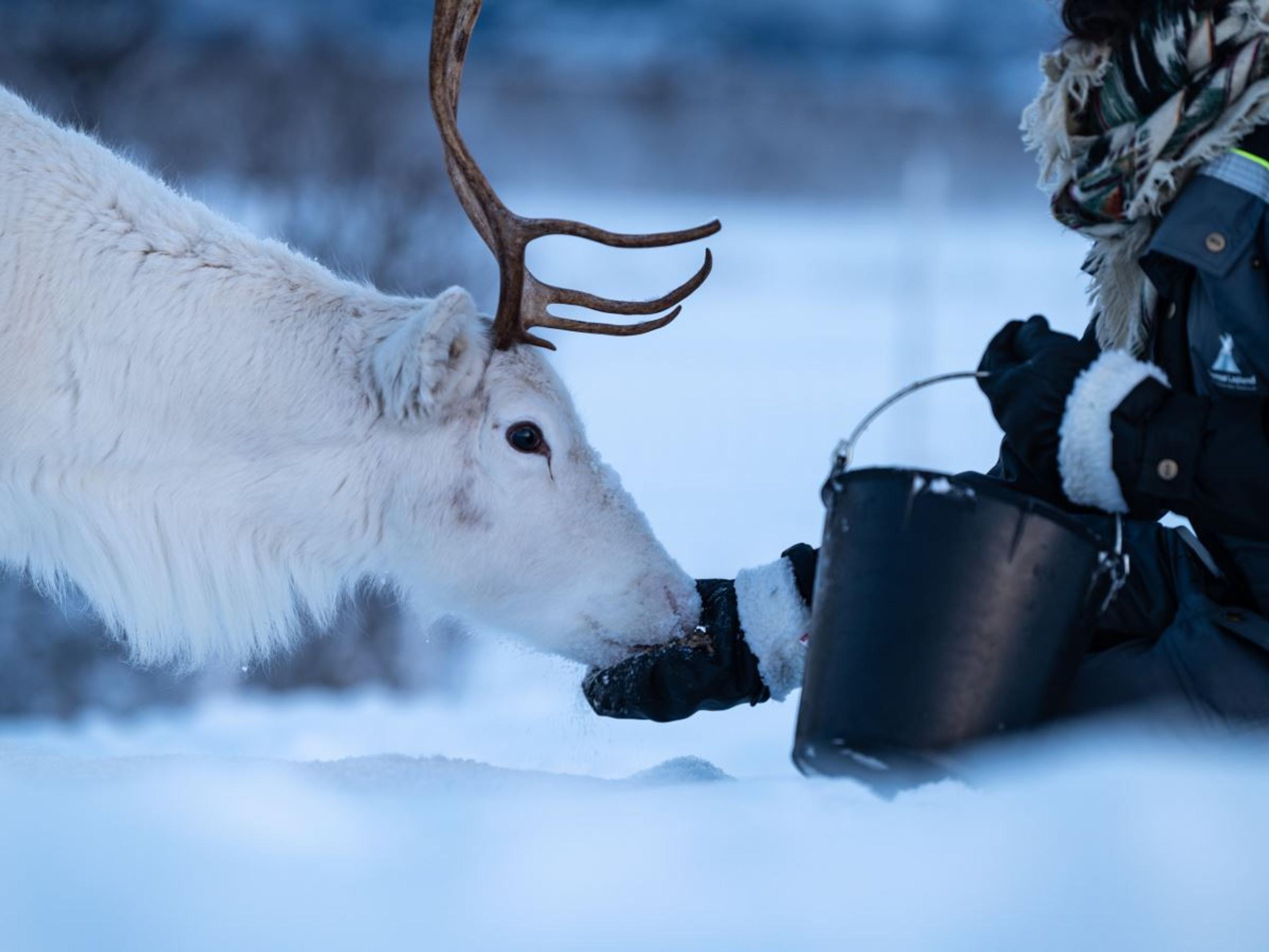 Reindeer Sledding, Reindeer Feeding and Sami Culture with Lunch - 1pm departure - Tromsø Lapland