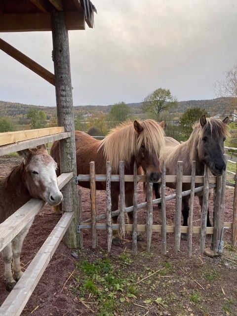 Horses