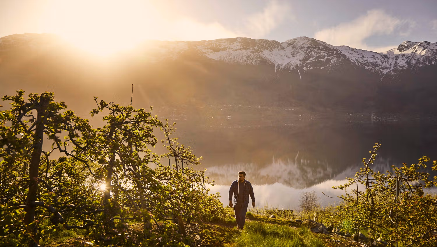 Man standing in an orchard with a view of the mountains in Hardanger at sunrise.