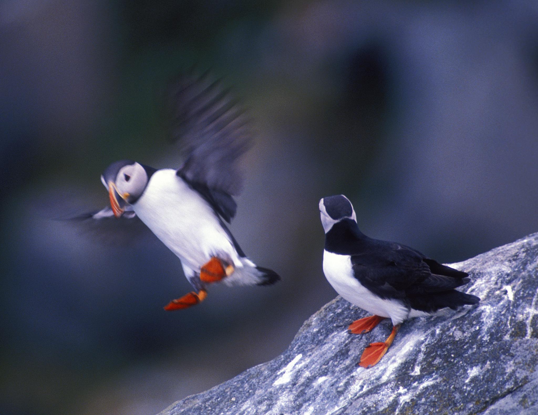 Round trip with expressboat and public bus from Ålesund to Runde bird island