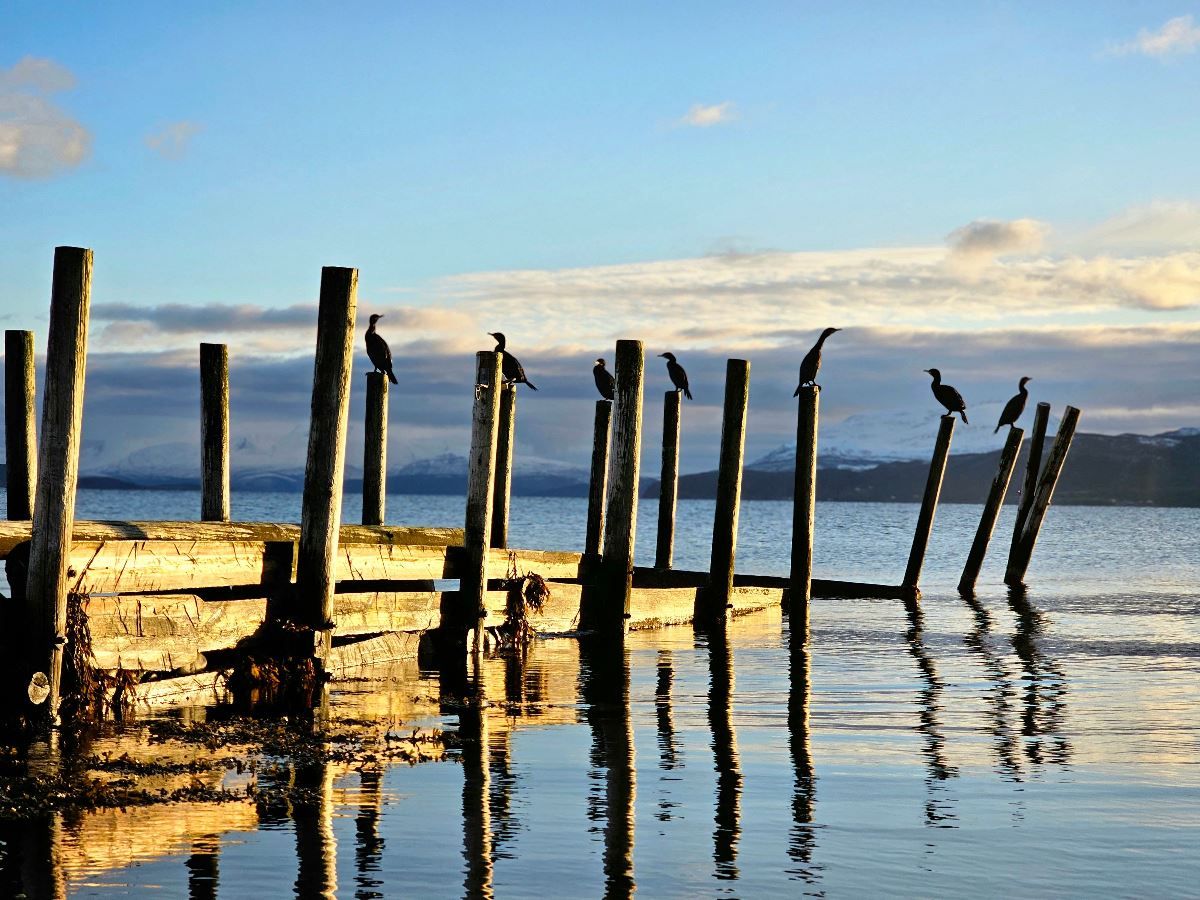 Old dock and birds