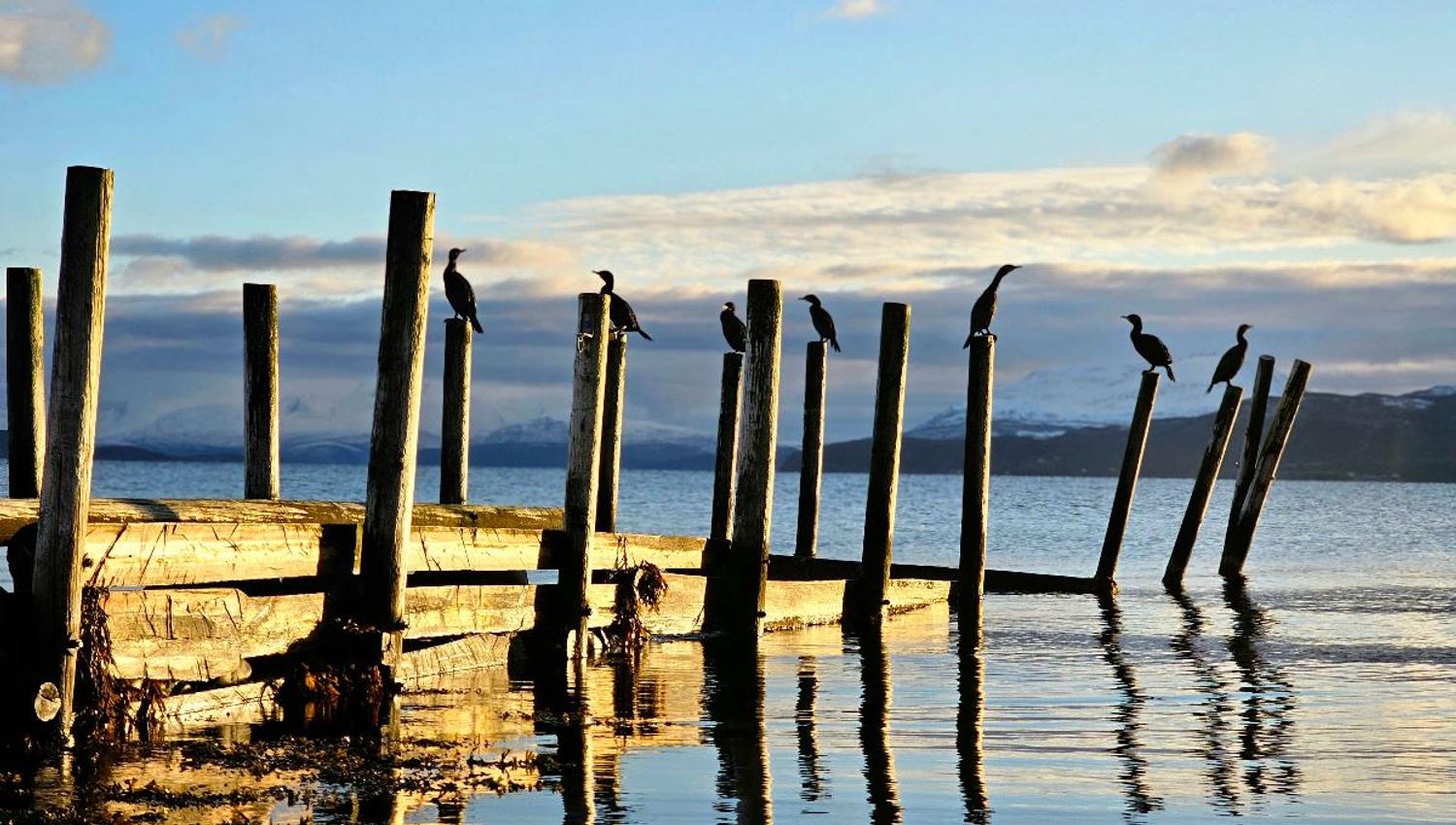 Old dock and birds