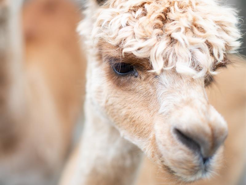 A beautiful Alpaca