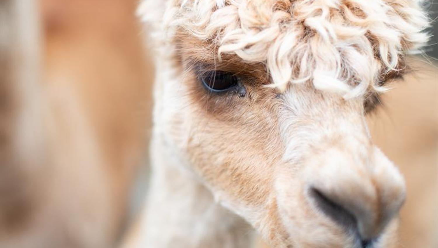 A beautiful Alpaca