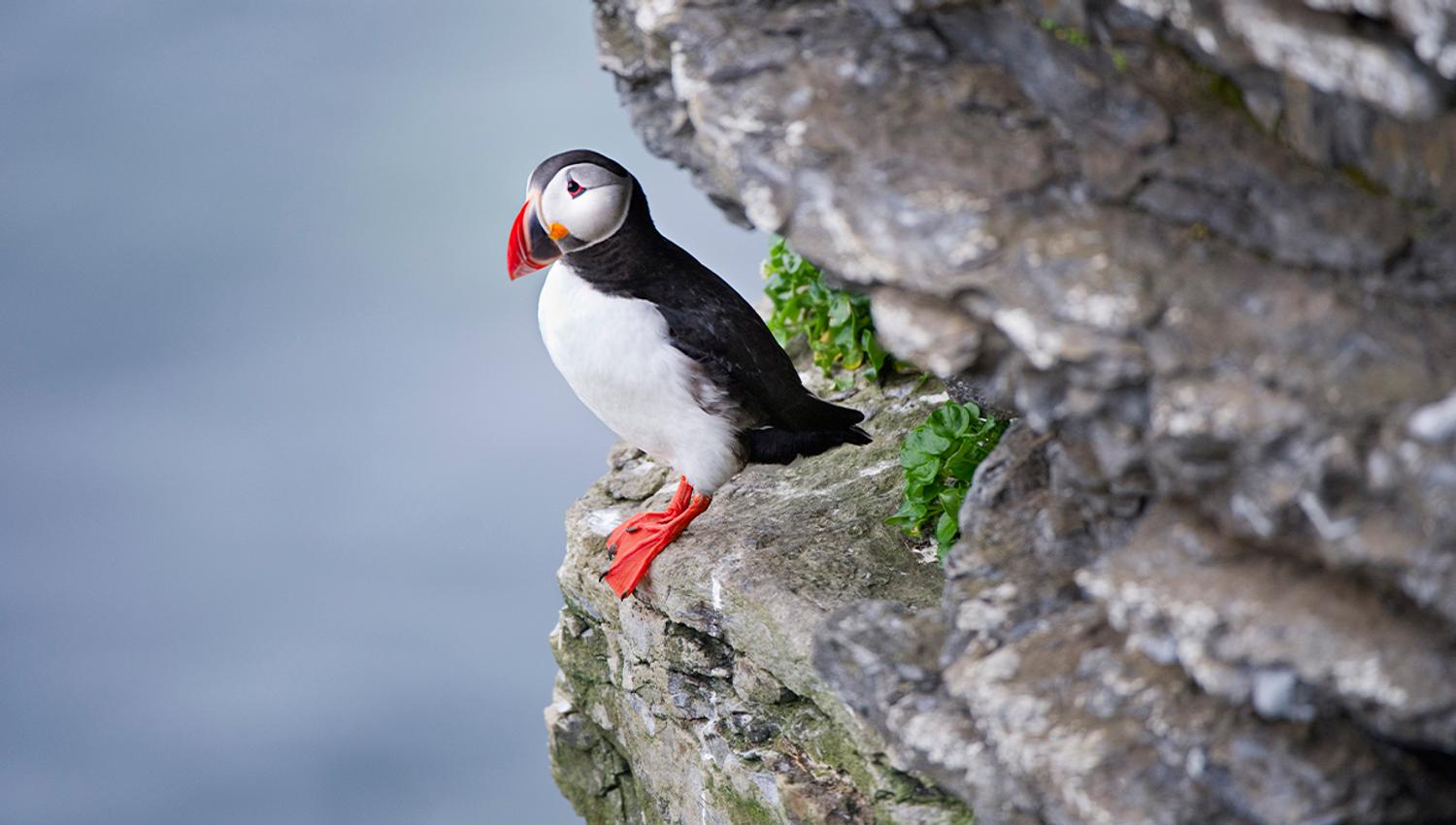 An Atlantic puffin sitting on a mountain ledge