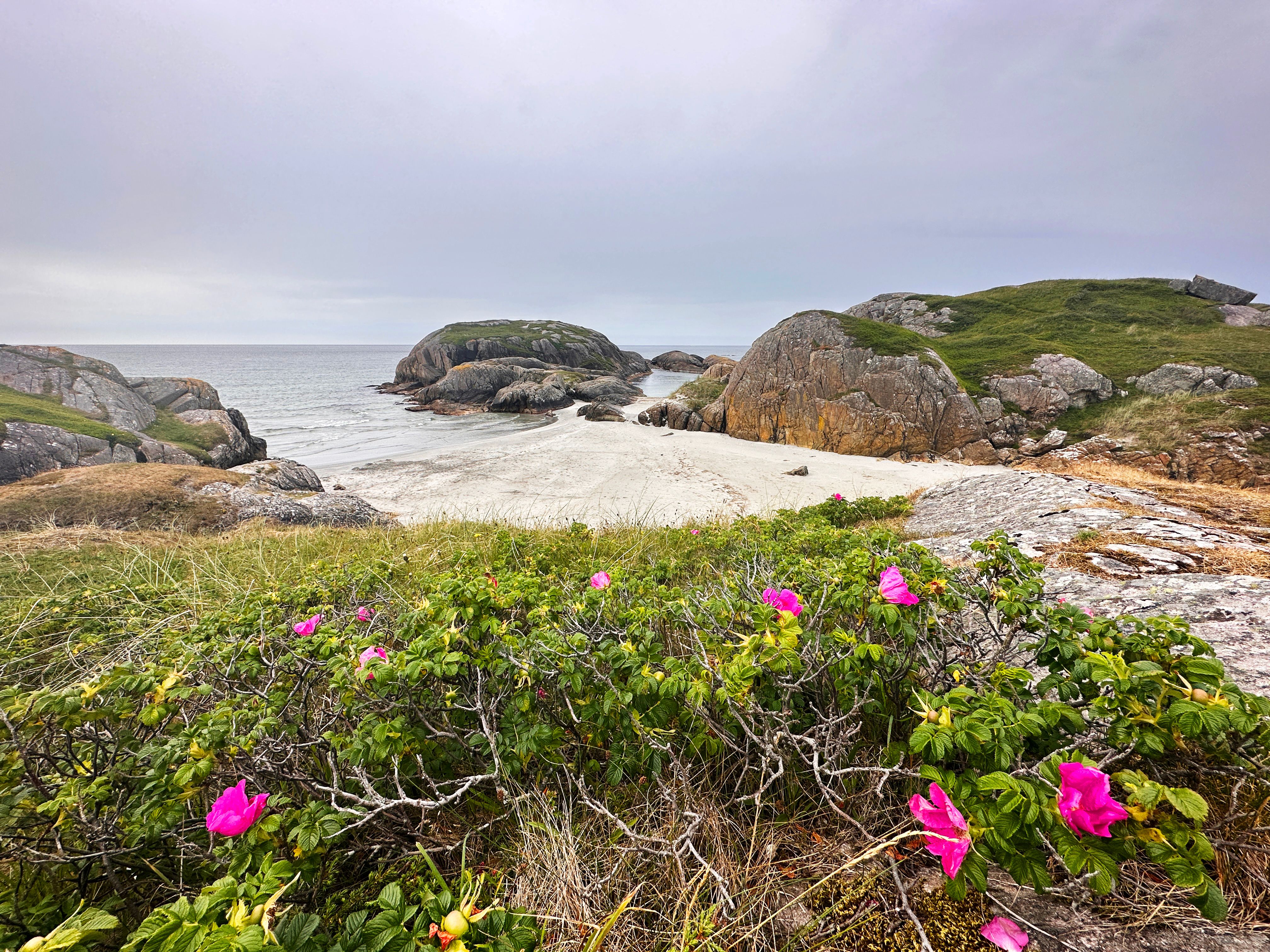 Beach plants at Ognasanden beach