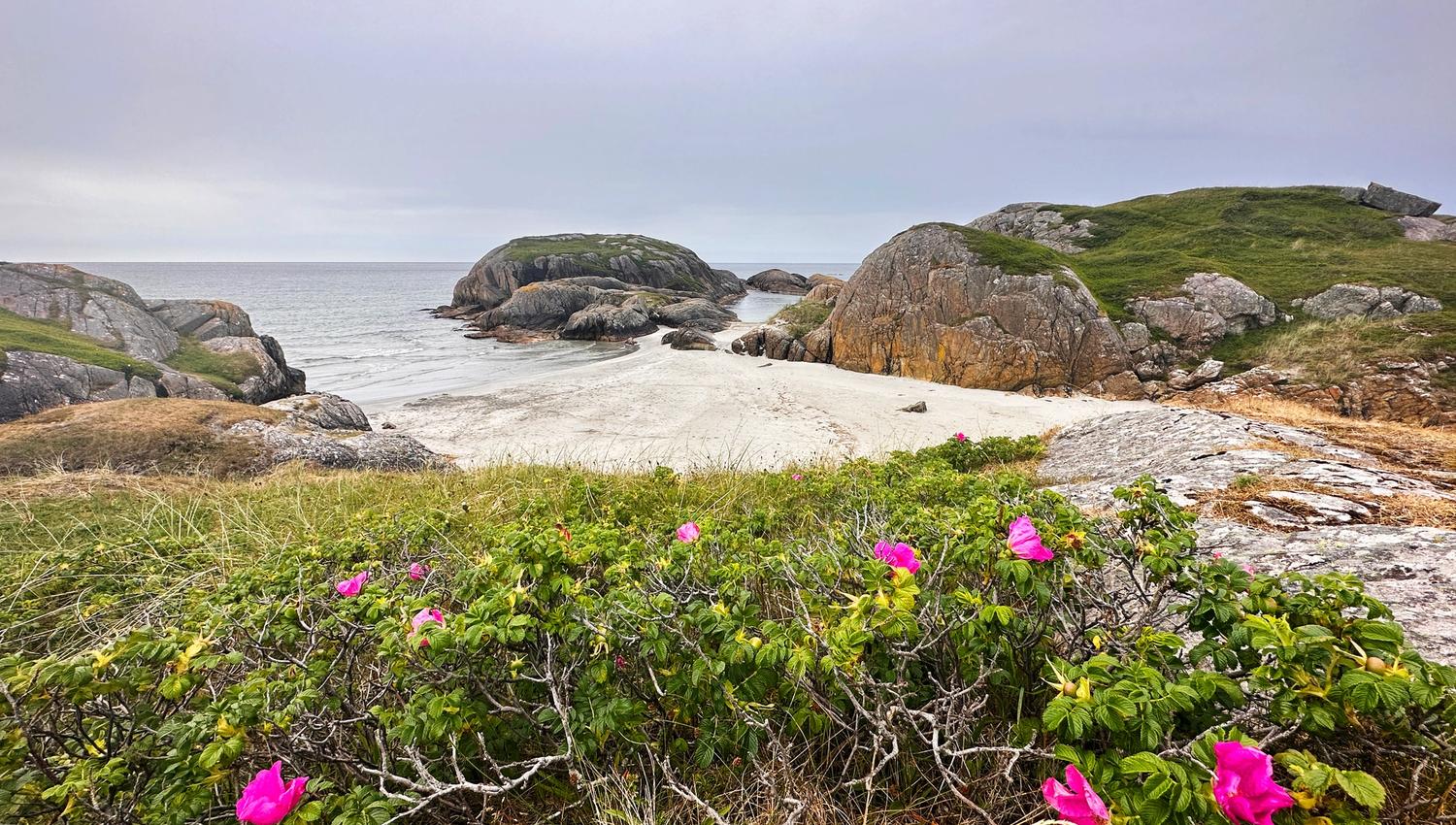 Beach plants at Ognasanden beach