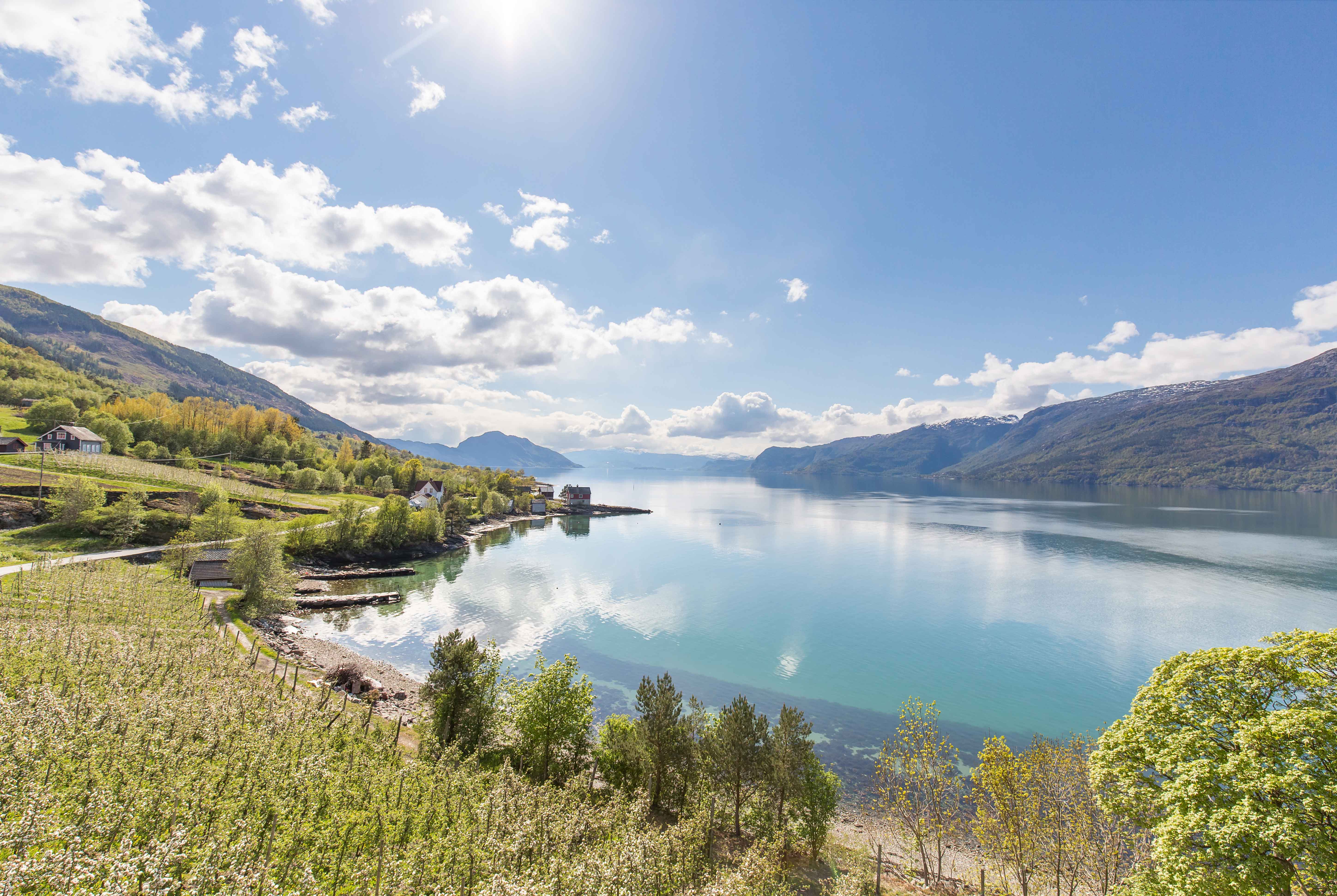 Blossoming in Hardanger, a warm and sunny summer day.