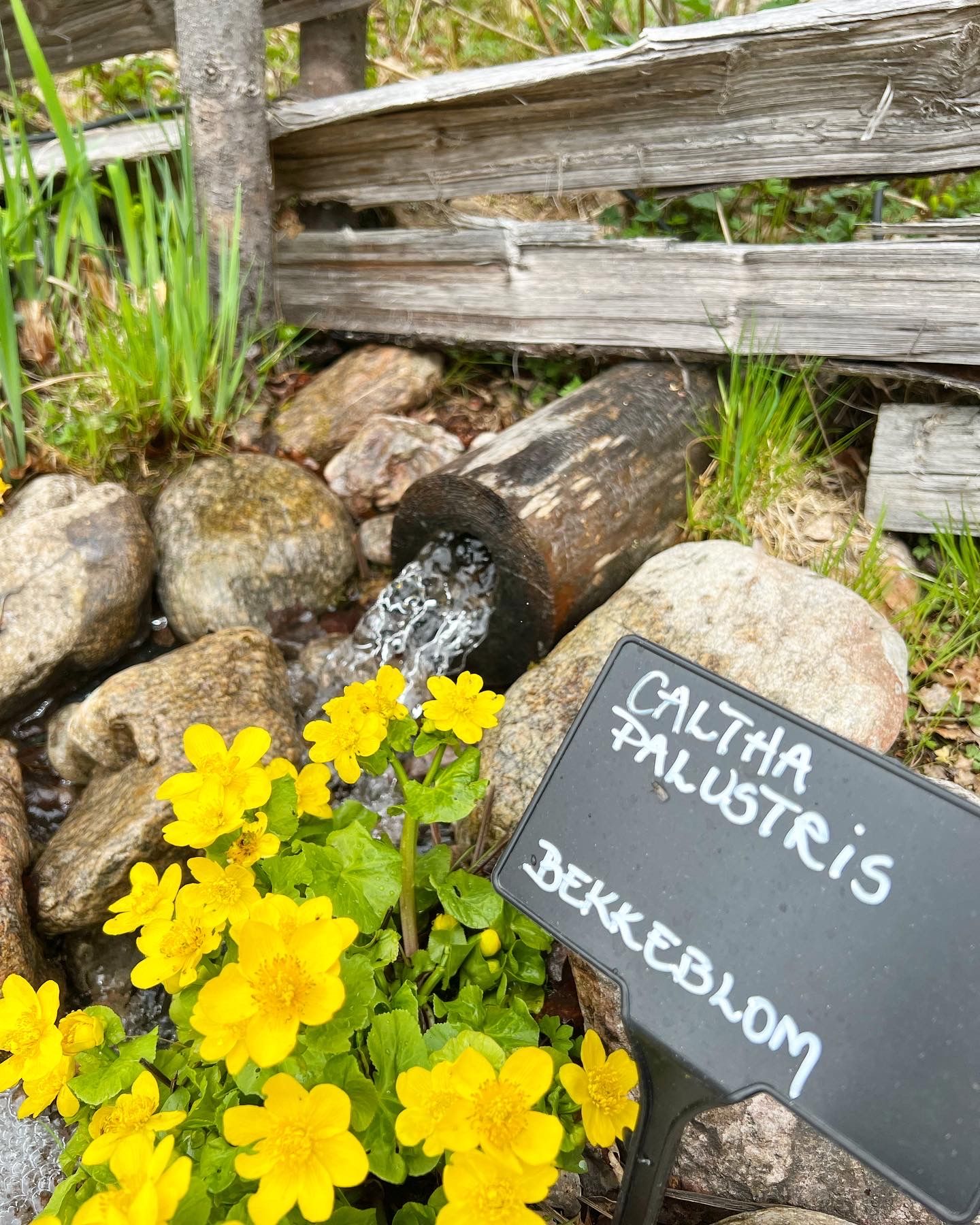 Blomster på Leiråker
