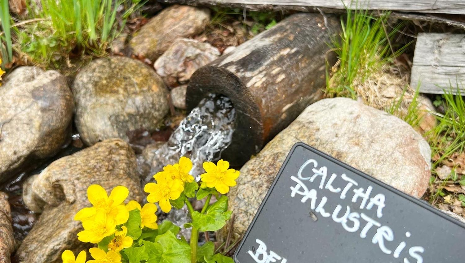 Blomster på Leiråker