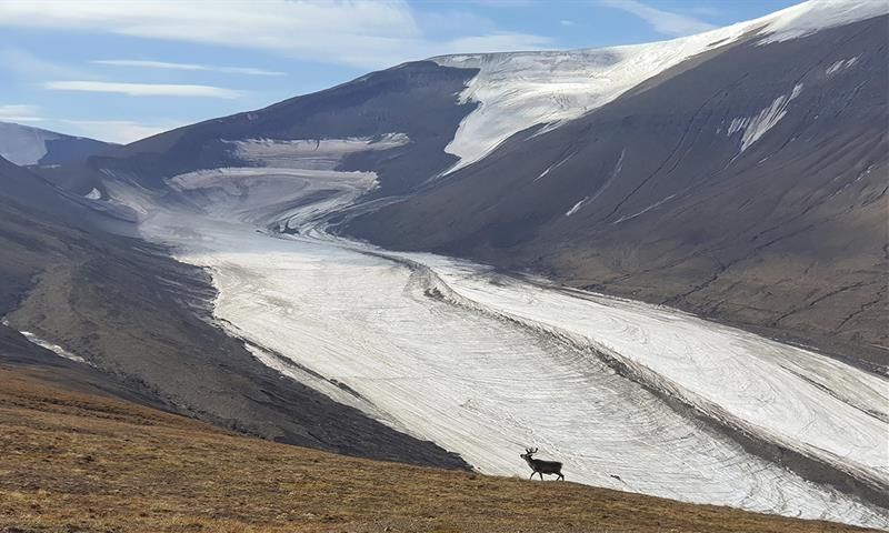 Et svalbardreinsdyr på en fjellrygg i forgrunnen med isbreen Longyearbreen og et fjellmassiv i bakgrunnen