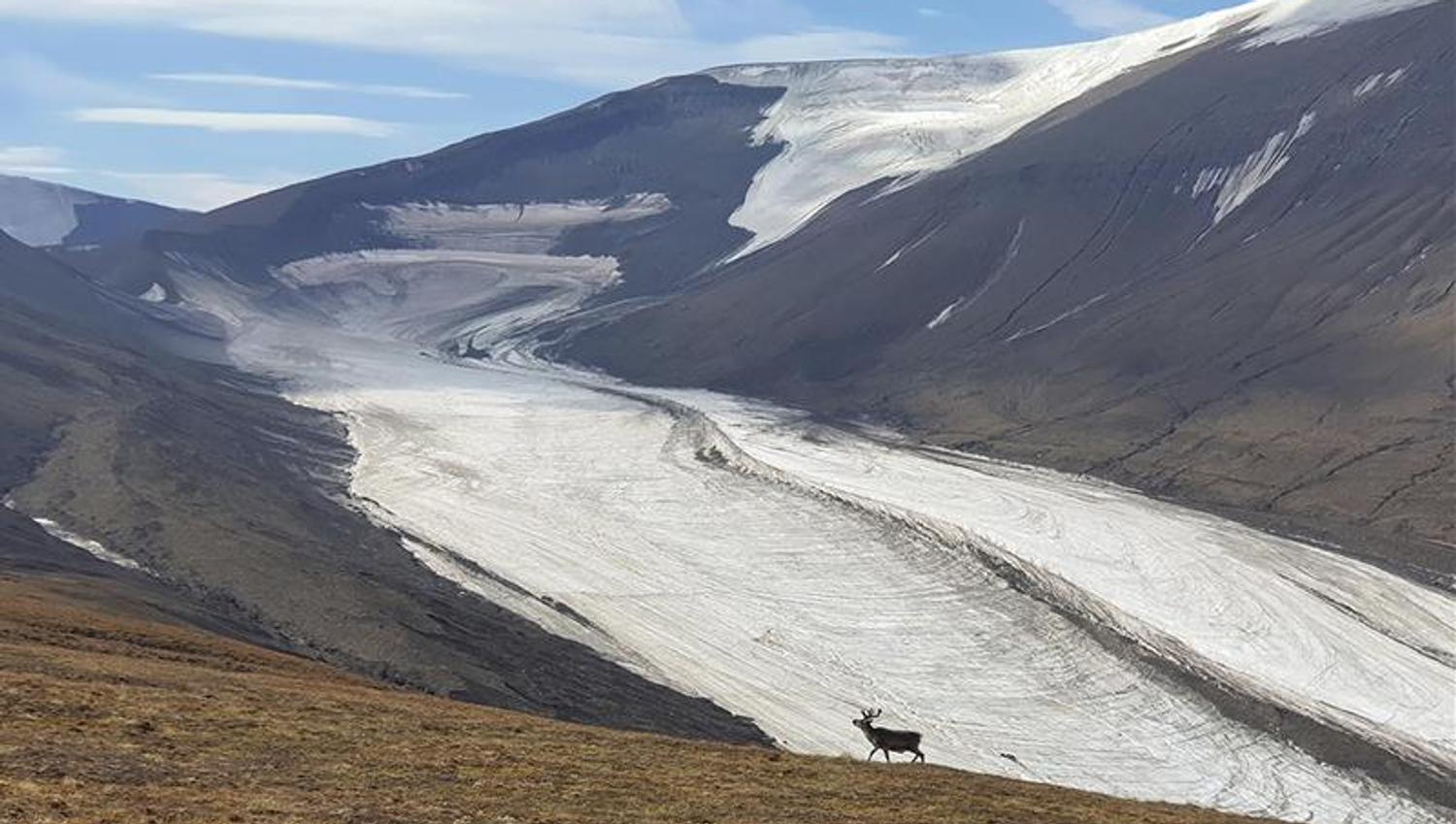 Et svalbardreinsdyr på en fjellrygg i forgrunnen med isbreen Longyearbreen og et fjellmassiv i bakgrunnen