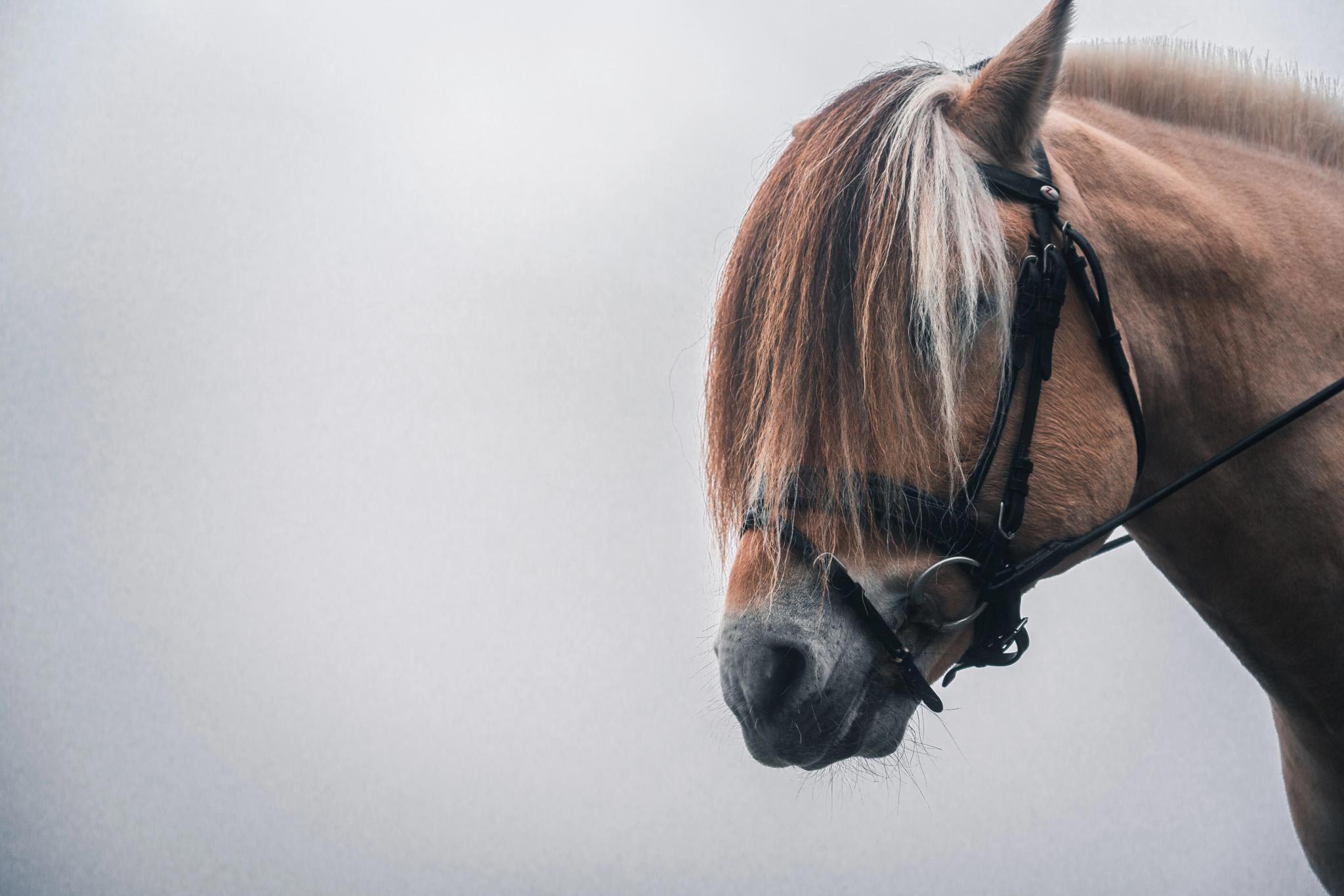 Close-up side view of a brown horse wearing a bridle, with long mane covering its eyes against a gray background.