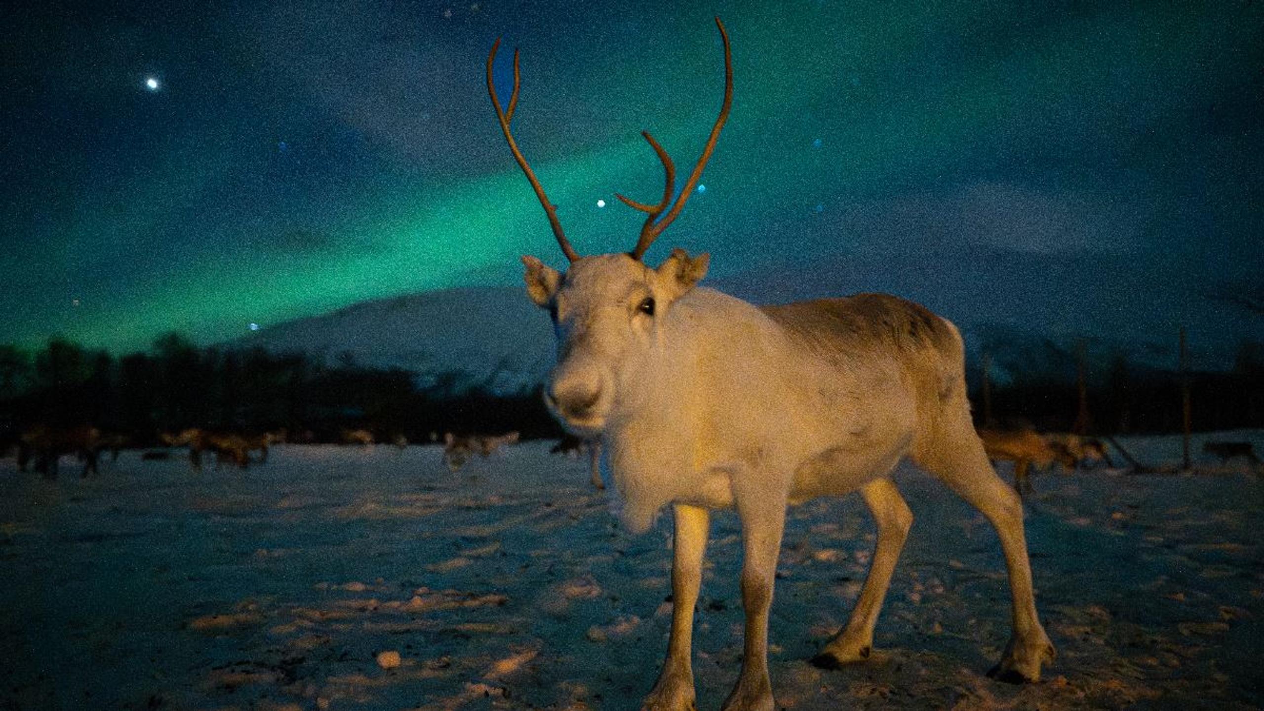 Reindeer with antlers in a snowy landscape under the Northern Lights at Tromsø Lapland near Tromsø.